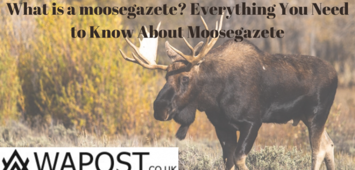 What is a moosegazete? Everything You Need to Know About Moosegazete