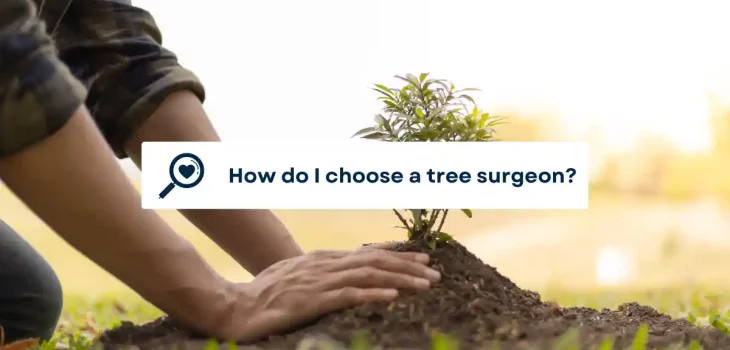 How do I choose a tree surgeon?