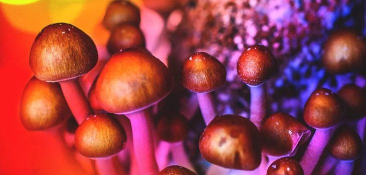 Debunking 6 myths about magic mushroom