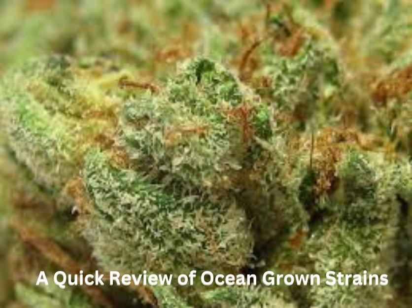 A Quick Review of Ocean Grown Strains