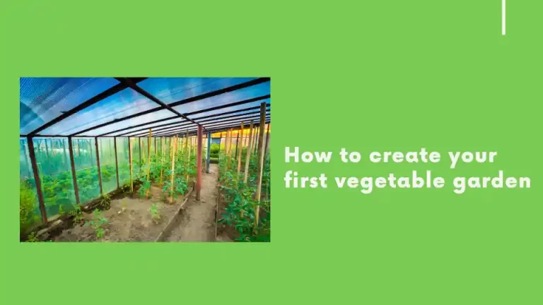 How to create your first vegetable garden
