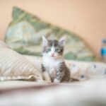 How to Start a Pet Sitting Business for Newbies